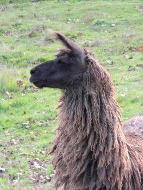 Gelding head